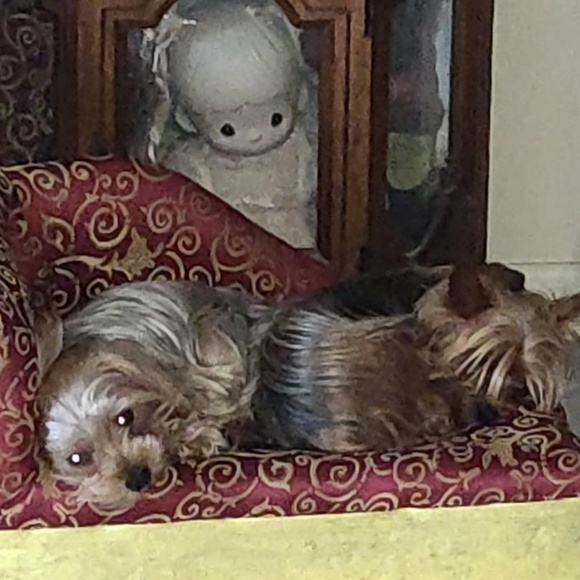 Meet your Posher, David - Picture 2 of 2